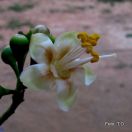 Izdatno medenje  bombaževca (kapok tree)   ali drevesa KO