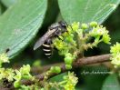 Apis andreniformis