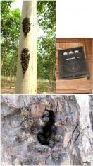 Različne vrste domovanj Apis cerane