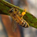 Rust Fungus Coleosporium domingense
