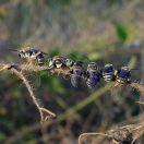 Zanimivost iz življenja čebel samotark Pseudapis siamensis(Cockerell, 1929)