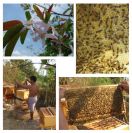 Čebele niso zlobne.