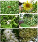 Okrog nas je zacvetelo